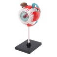 thumbnail image 1 of MODOLO DE LOS OJOS, 16 MODELO DE ANATOMIA DEL OJO INTERACTIVO DE PICIAS DESMONTABLES PARA LA ENSEñANZA, 1 of 7