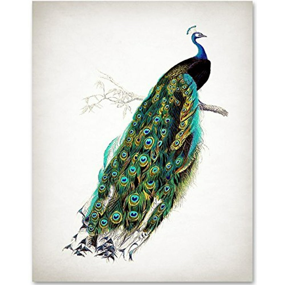 Antique Peacock Art Print- 11x14 Unframed Art Print - Great Gift for