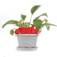 thumbnail image 4 of Etiquetas Plástico en Forma T 100 Piezas Jardín Guardería Impermeable () Rojo, 4 of 4