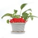 thumbnail image 2 of Etiqueta de planta suculenta ecológica marcador de flores suministros de herramientas de jardinería señal esmerilada para guardería tarjeta de tierra de plástico 100 Uds., 2 of 6