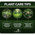 thumbnail image 6 of Southern Magnolia Grandiflora  20 Live Trees  Beautiful Evergreen Specimen Plant Fragrant Blooms, 6 of 9