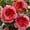 B, variant on Perennial Fragrant - Bare Root Rose - Easy Care / Low Maintenance - Ideal for Garden, Plant Hangers