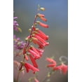 thumbnail image 2 of Fitzharris, Tim 23x32 Black Ornate Wood Framed with Double Matting Museum Art Print Titled - Firecracker Penstemon, 2 of 4