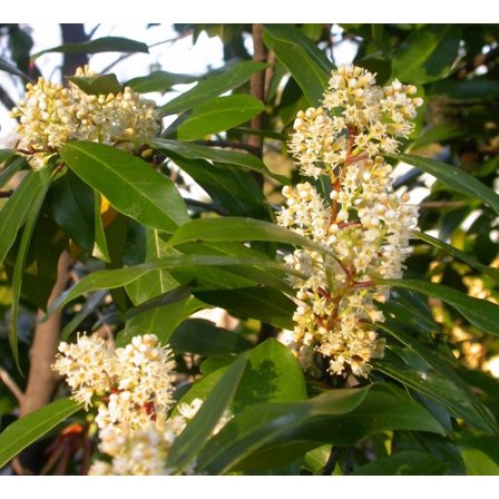 Set 2 Cherry Laurel Tree Seedling Bare Roots and No Leaves for Planting,  1 to 2 ft Tall, Dormant in Winter - No Ship PR, HI, AK