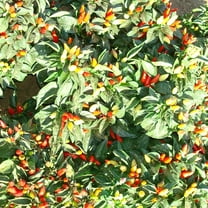 Little Elf Ornamental Hot Pepper Seeds - 300 Mg Packet ~50 Seeds - Non-GMO, Heirloom - Vegetable Garden - Capsicum annuum