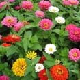 thumbnail image 2 of Zinnia State Fair Mix Seed - NON-GMO - 1,000 Seeds, 2 of 2