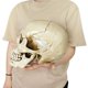 thumbnail image 3 of Réplica de cabeza humana de resina de alta calidad, modelo médico Lifesize, Halloween, decoración del hogar, artesanía decorativa, Calavera, 1 unidad, 3 of 4
