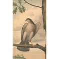 thumbnail image 2 of James Sowerby 12x18 Gold Ornate Wood Frame and Double Matted Museum Art Print Titled - Eurasian Sparrowhawk, 2 of 4