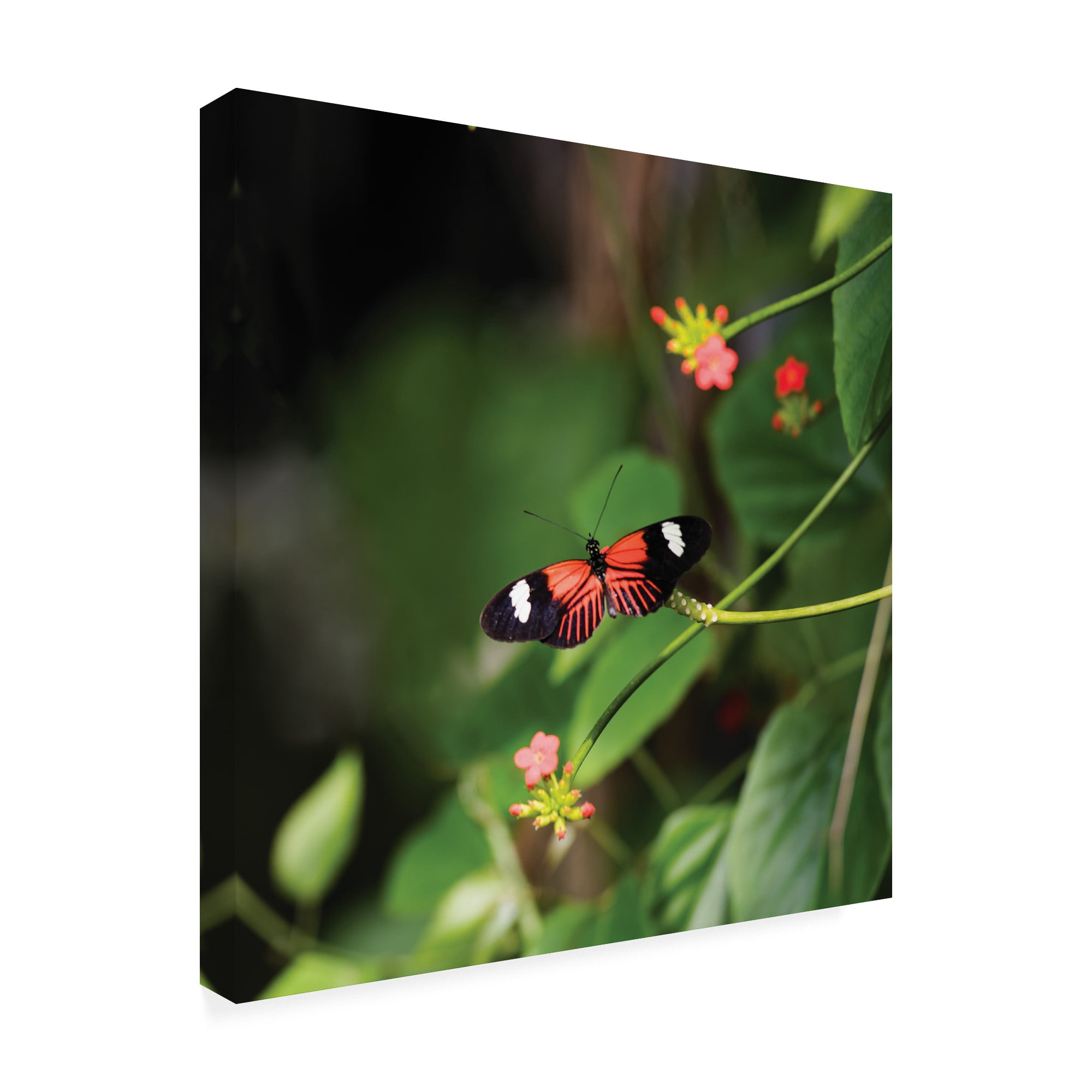 Trademark Fine Art 'Doris Longwing Butterfly' Canvas Art by Kurt Shaffer
