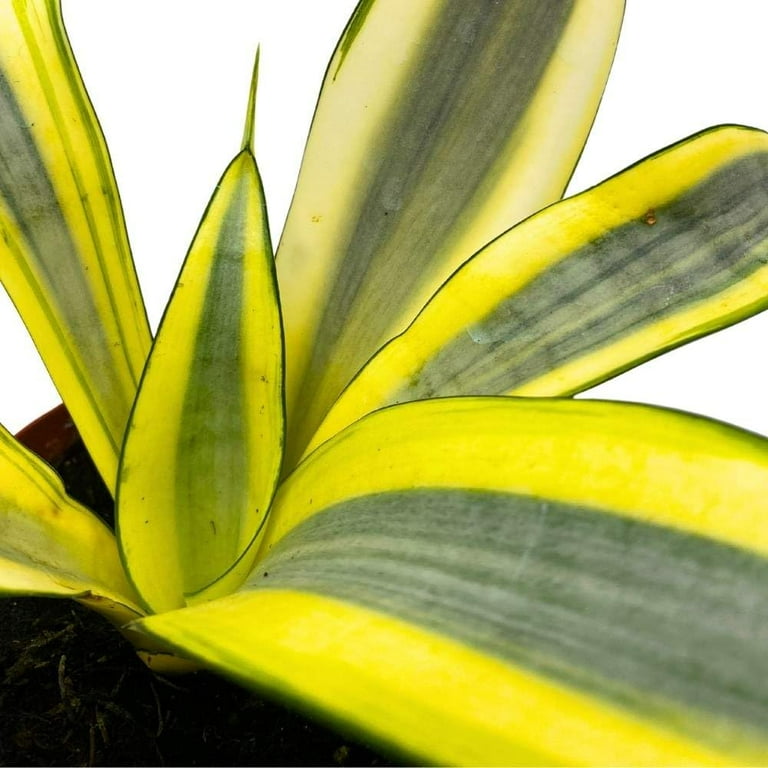 sansevieria jade Sansevieria 'Jade Pagoda'