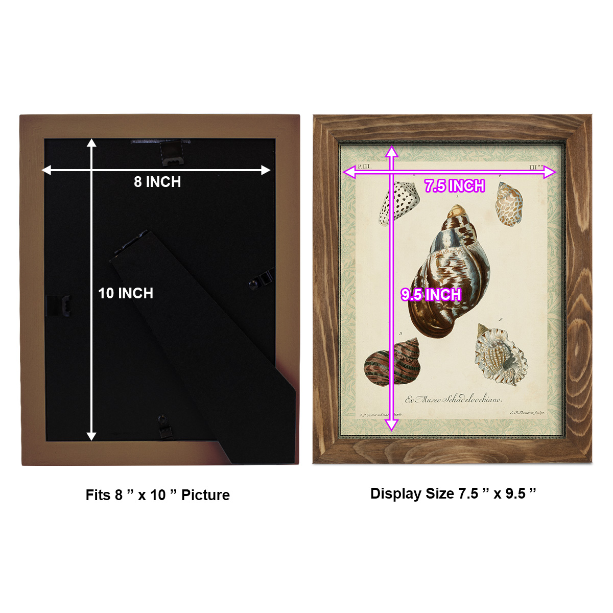 Bookplate Shells VII - Framed Print w/glass - Walnut