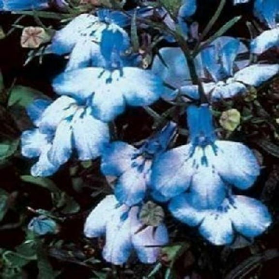 200 BLUE SPLASH LOBELIA Regatta Blue & White Erinus Flower Seeds