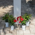 thumbnail image 5 of Island Blooms Live Outdoor Red Mandevilla in 1.5 Pint Pot – 14 inch Tall, Full Sun, 5 of 7