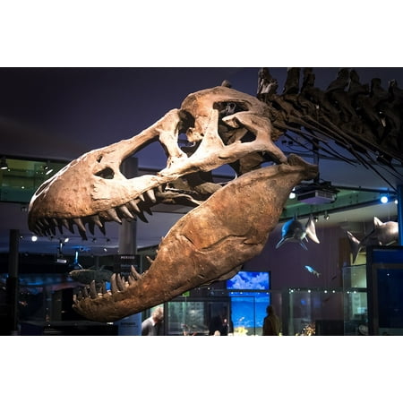 Dinosaur Fossil Pictures LAMINATED POSTER Fossil Bone Skeleton Tyrannosaurus T-rex Dinosaur Poster Print 24 x 36 ()