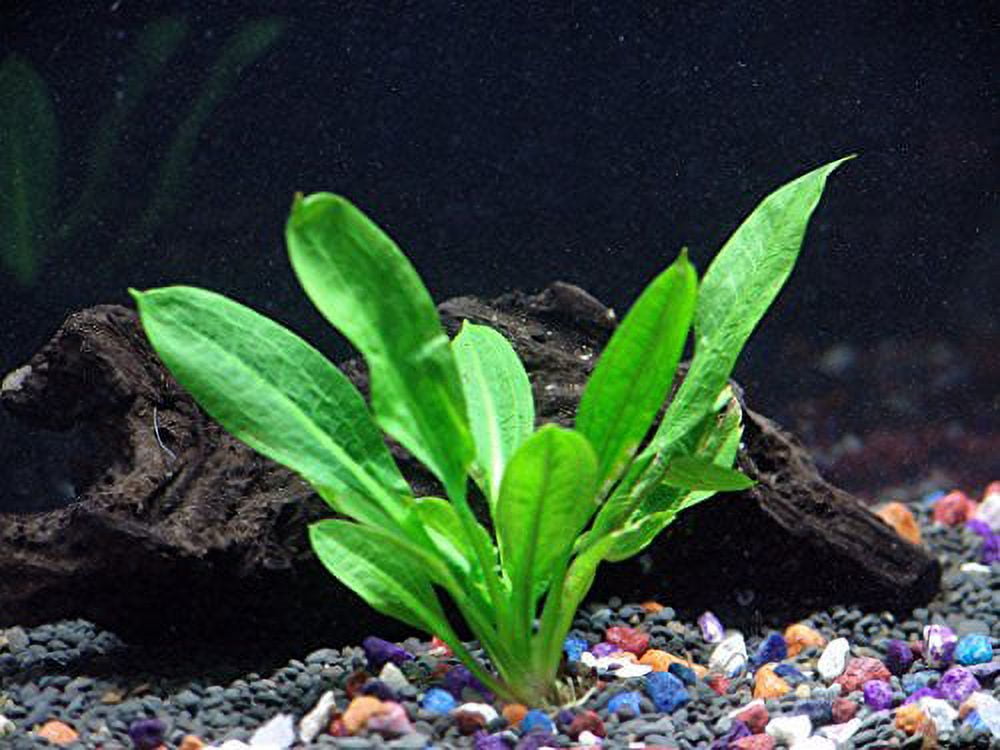 Rooted Plants Bundle - Anubias, Amazon Sword, Rosette Sword and Vallisneria