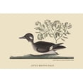 thumbnail image 1 of Little Brown Duck-Fine Art Canvas Print (20" x 30"), 1 of 1