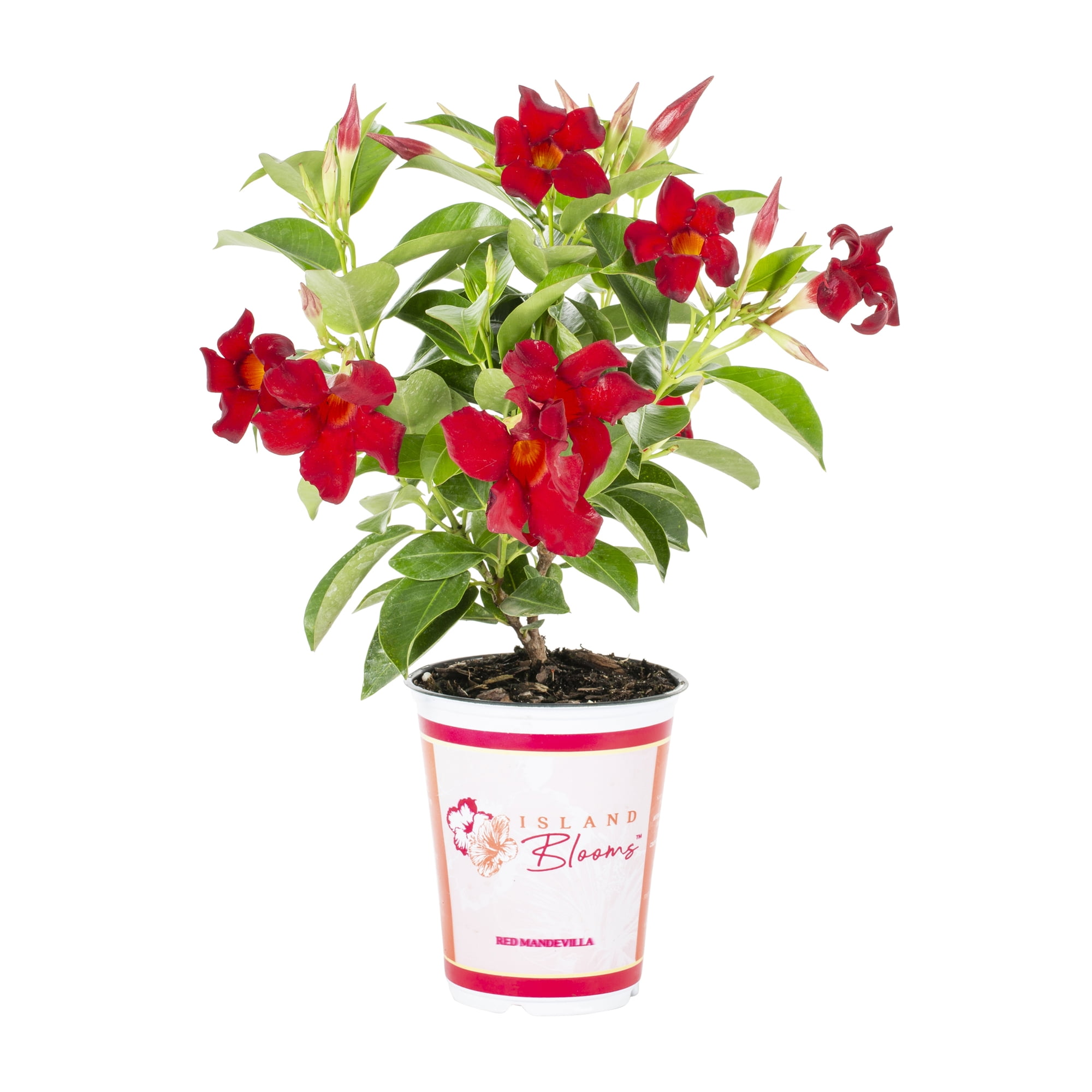 Island Blooms QT Red Mandevilla Live Plants with Grower Pot