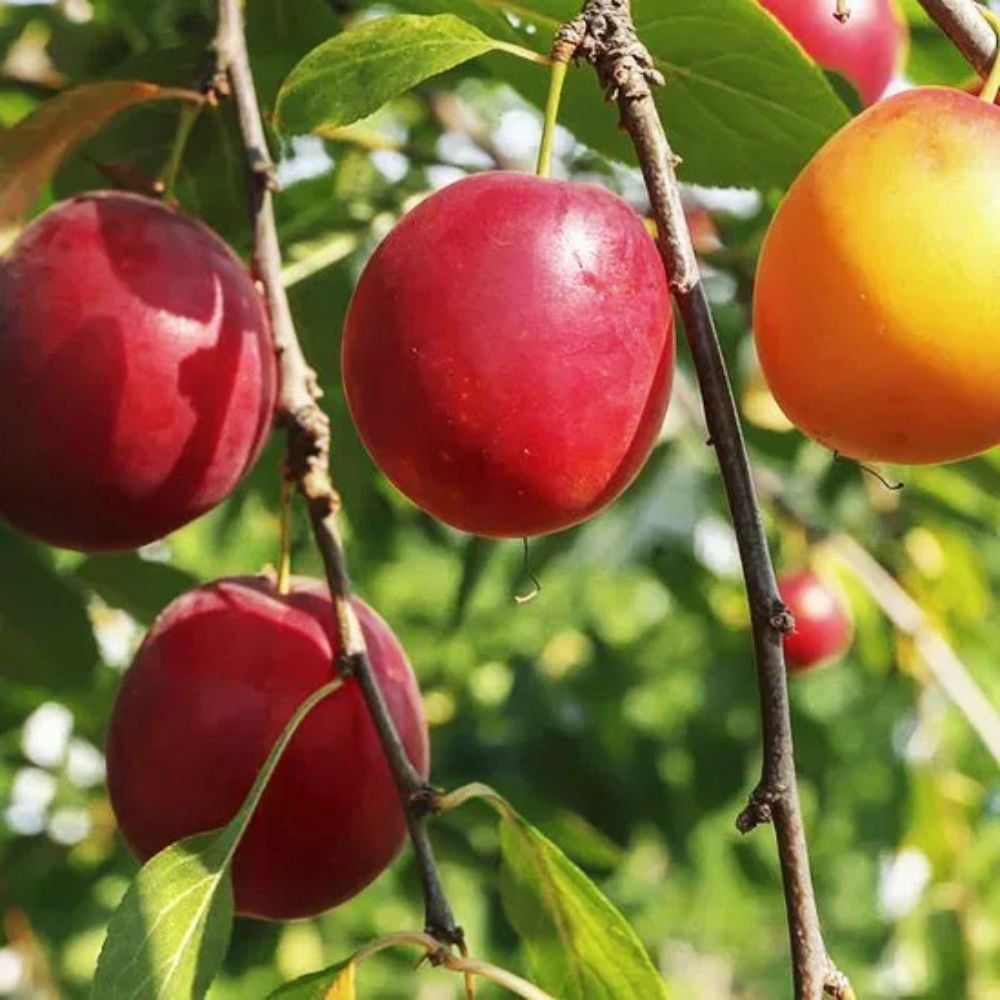 Expert Gardener 3-4 ft. tall All Red Plum Live Tree in 7- Gallon Grower Pot