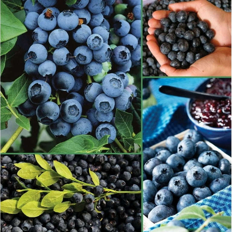Elliott Blueberry Plant 4-7" Tall for Planting, Highbush Blueberry Bush Tree,  Sweet Fruit plant for Garden - Walmart.com