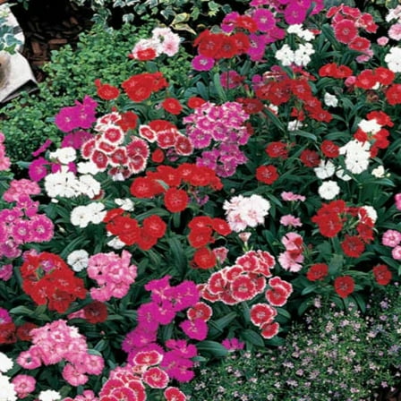 Dianthus Seeds - 250 Seeds - Telstar Variety Mix - F1 Seed - Exceptional outdoor performance
