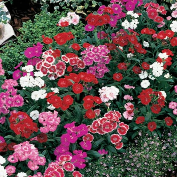 Dianthus Seeds - 250 Seeds - Telstar Variety Mix - F1 Seed - Exceptional outdoor performance