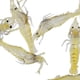 thumbnail image 2 of 10x señuelos realistas para gambas y gambas, lubina , mar, río, pesca, bacalao, cebo para salmón shamjiam Cebos de pesca, 2 of 5