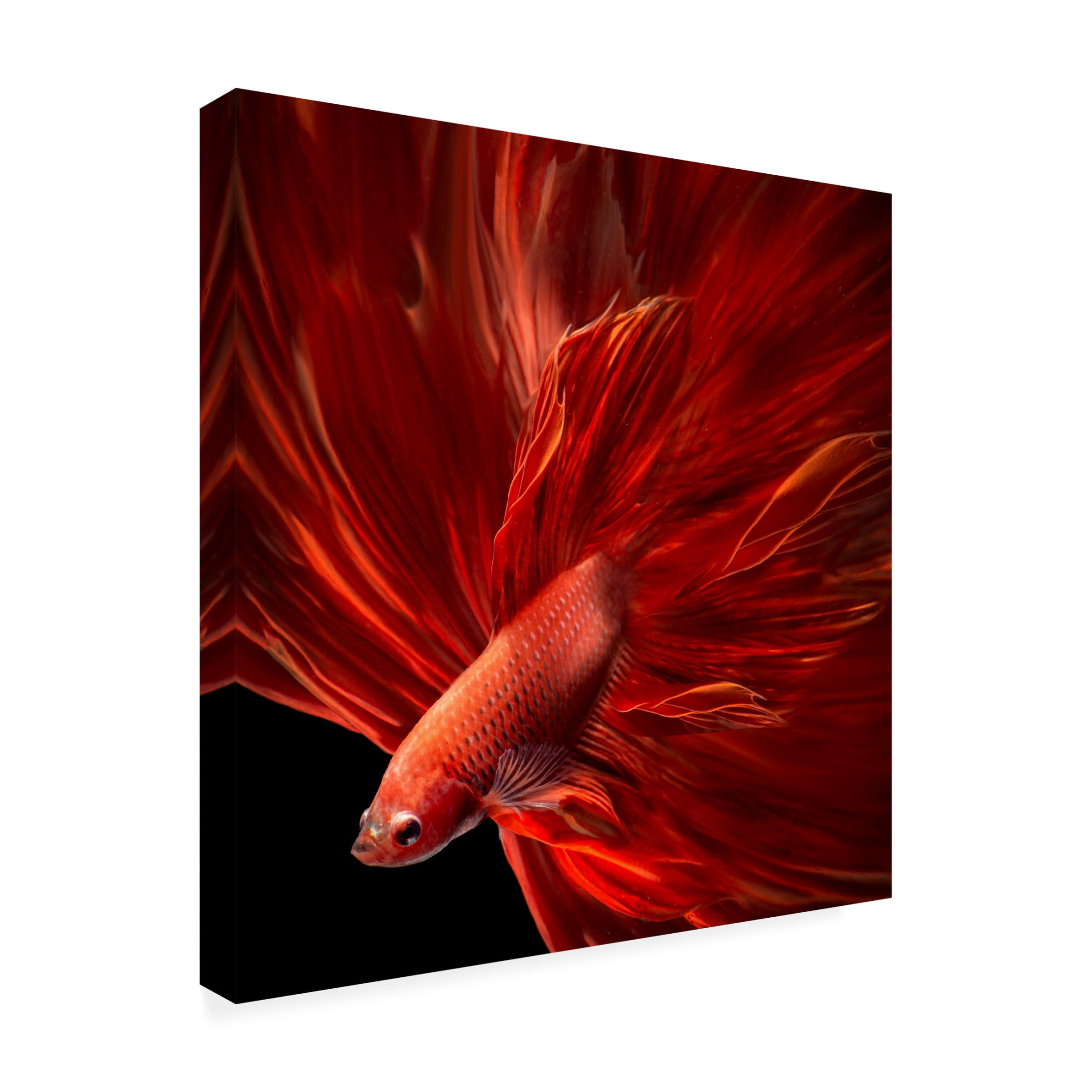 Canvas Wall Art - Antonyus Bunjamin (Abe) 'Red Fire Bettafish' Wall Art for Living Room, Bedroom, or Office Décor by Trademark Fine Art - 35 x 35 Inches