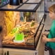 thumbnail image 5 of 2 humidificadores para tanque de reptiles, con plantas simuladas decorativas, para terrario de reptiles., 5 of 5