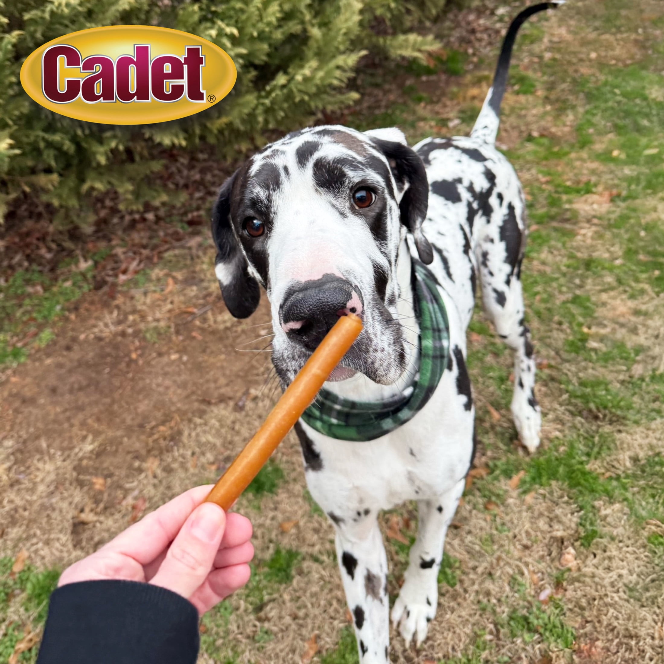 Cadet Chewalicious Dog Treats Chewy Rolls, Rawhide Free Chew Sticks for Dogs, Peanut Butter Flavor, 10 Count