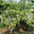 thumbnail image 3 of ziyahi 100pcs Fruit Plante Fleur Protéger Sacs Réutilisables Cordon Maille Jardin Filet Protection Pochette, 3 of 8
