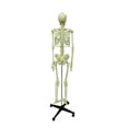 thumbnail image 3 of Medical Anatomical Human Skeleton Model Medical Teaching AIDS Specimen Model, 3 of 10