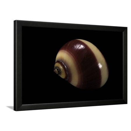 Neritina Communis Framed Print Wall Art By Paul Starosta
