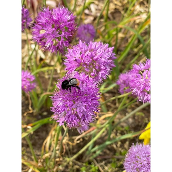 Rosy Dream Allium - 10 Bulbs - Schubertii - NEW - 6/  cm Bulbs