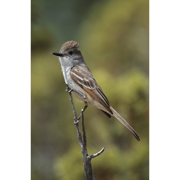 Posterazzi DPI1865446 Ash-Throated Flycatcher Perched on Twig Poster Print, 12 x 19