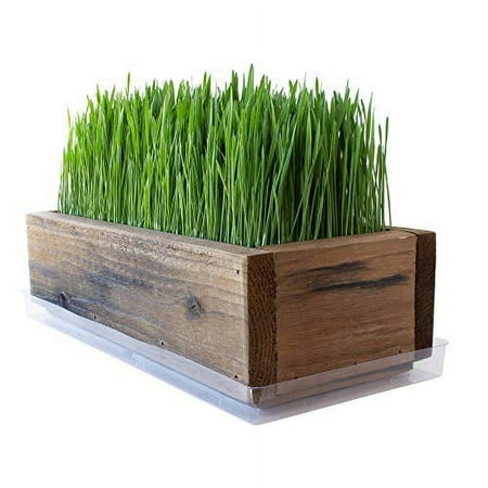 Reclaimed Barnwood Style Planter Wheatgrass Kit - Rich Brown - Grow Wheat Grass - for Pet / Dog / Cat Grass - Decorative & Ornamental - Juice - Organic Seeds