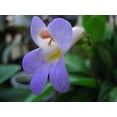 thumbnail image 2 of Vertigo Asian Violet - Primulina - 2.5" Pot - Easy Blooming House Plant, 2 of 3