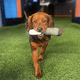 thumbnail image 4 of Funny Dog Toys - Plush Squeaky Toys for Medium, Small - Cool Stuffed Cute Gifts for Dog Birthday, 4 of 5