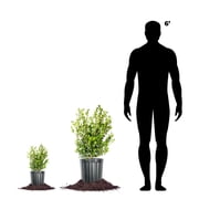 Perfect Plants 7 Gal. Japanese Boxwood - Hardy Evergreen Hedge Plant