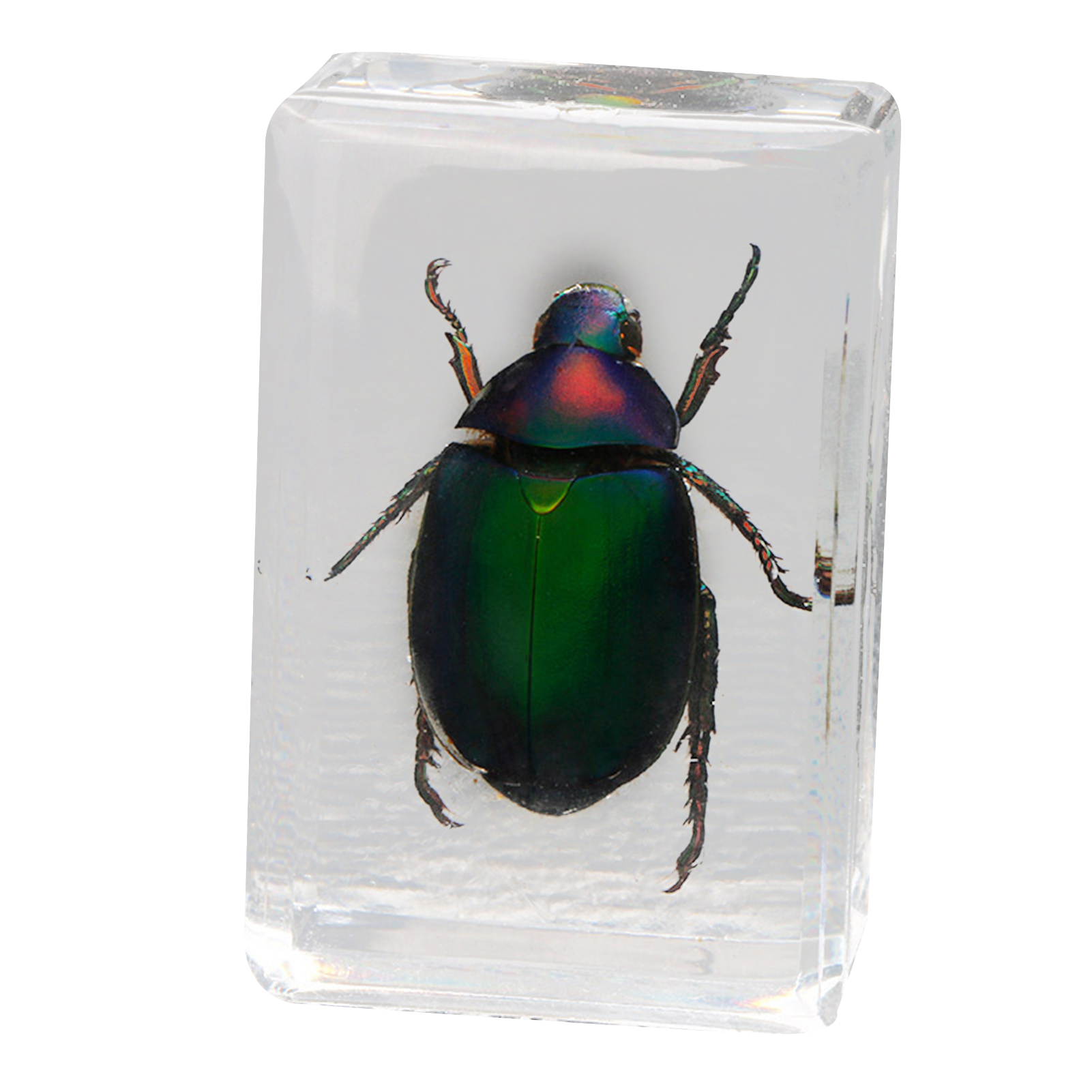 Beautiful Insect In Resin Animal Collection Paperweight for Office Desk ...