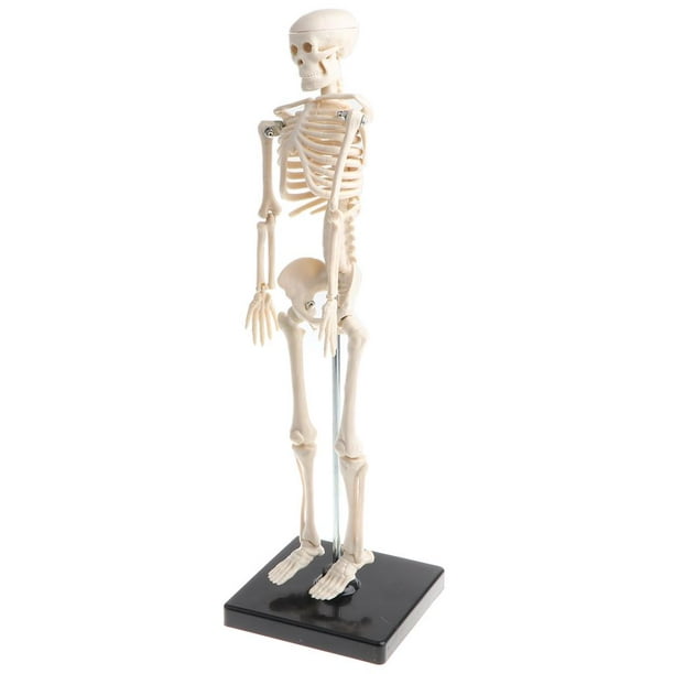 42cm Humain Squelette Modèle Jouet Éducatif, Système Squelettique