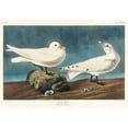 thumbnail image 2 of Audubon, John James 32x23 Gold Ornate Wood Framed with Double Matting Museum Art Print Titled - Ivory Gull, 2 of 4