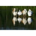 thumbnail image 2 of Posterazzi DPI1800676 Pelicans in Water Poster Print by Richard Wear, 17 x 11, 2 of 4