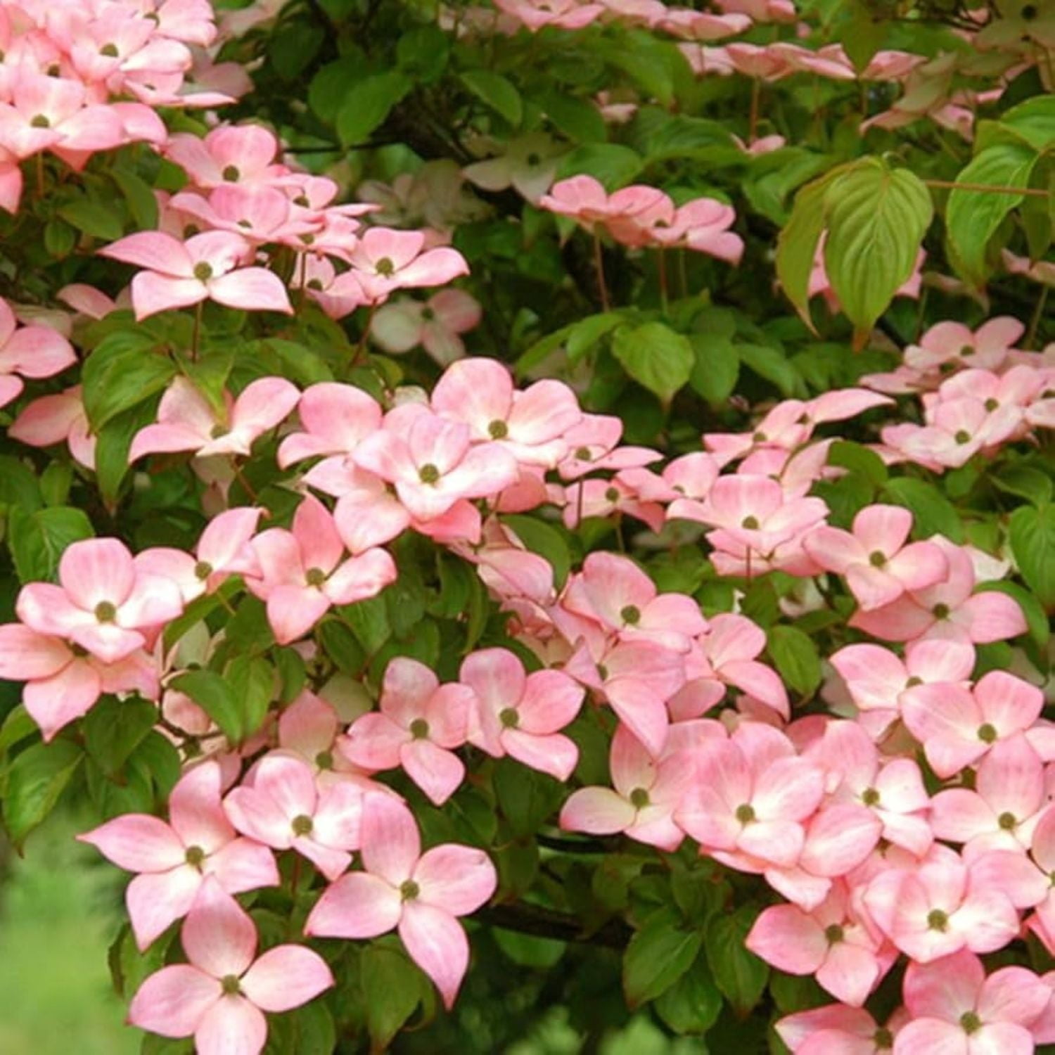 Expert Gardener 2-3 ft. Tall Kousa Pink Dogwood Live Tree in 3- Gallon Grower Pot