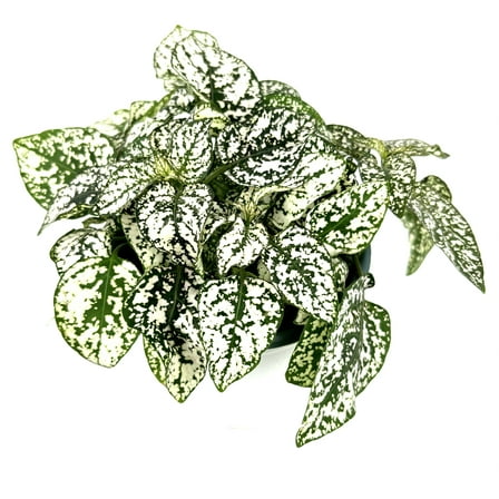 Hypoestes White Splash Live Potted House Plants, 4" Pots