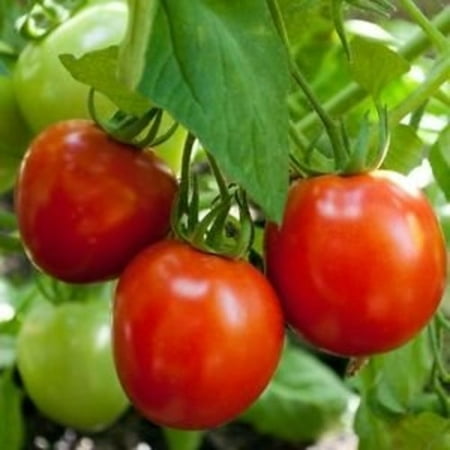 Tomato Glacier Great Heirloom Garden Vegetable 30 Seeds by Seed