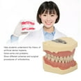thumbnail image 4 of Modelo De Dientes Dentales, Teoría De Implantes Dentales, Demostración De Encías Blandas, Modelo De Dientes, Fijación De Tornillos Para Cuidado Bucal Para Dentistas Para, 4 of 7