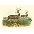 thumbnail image 2 of Audubon, John James 24x19 Gold Ornate Wood Framed with Double Matting Museum Art Print Titled - Columbian Black-tailed Deer, 2 of 4