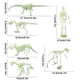 thumbnail image 3 of Xihbxyly Almacén de Liquidación 6 Piezas Esqueleto Humano de Dinosaurio Modelo de Ensamblaje, 3 of 7