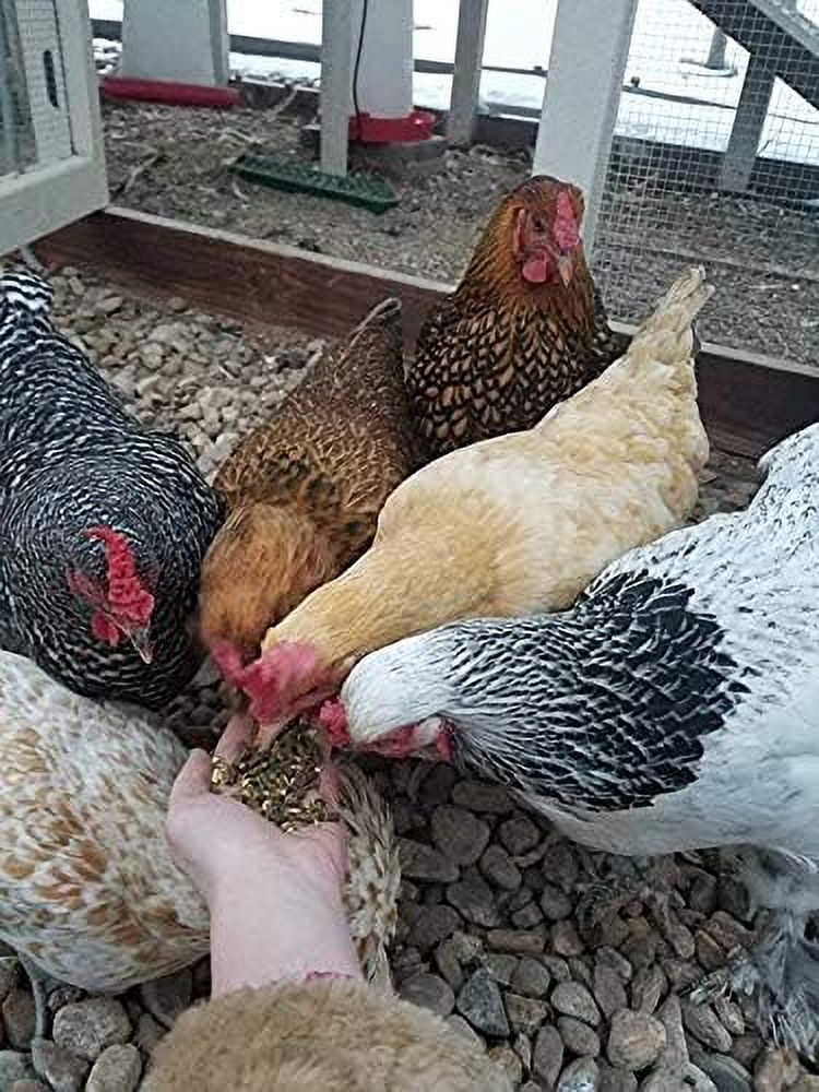 Small Pet Select Chicken Layer Feed, Non-GMO, Corn Free, Soy Free, 10 lb
