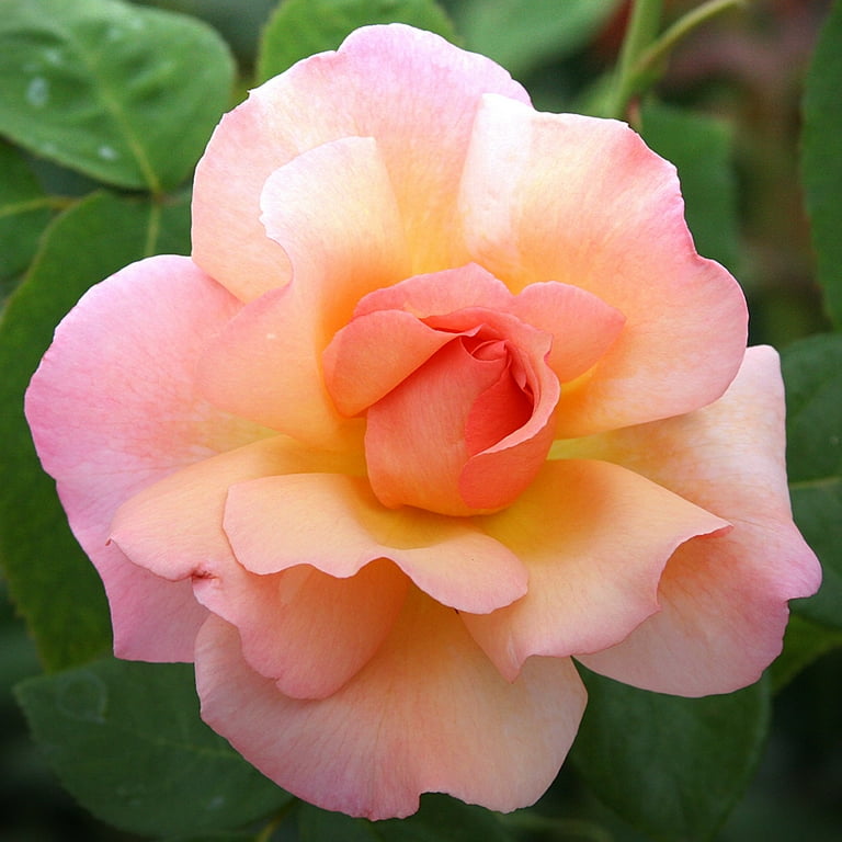 Heirloom Roses English Legend Rose Bush - The Compassion Fragrant Rose Plant , Live Potted Plants For Outdoors